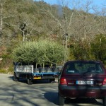 Olivenbäume für gutes Olivenöl aus der Provence