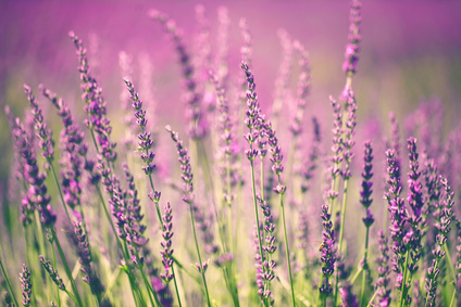 Unser Duft zum Weltdufttag Lavendel