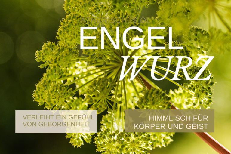 Das ätherische Öl Engelwurz: Einfach himmlisch für Körper und Geist