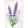 Bulletpoint Lavendel für grafische Gestaltung