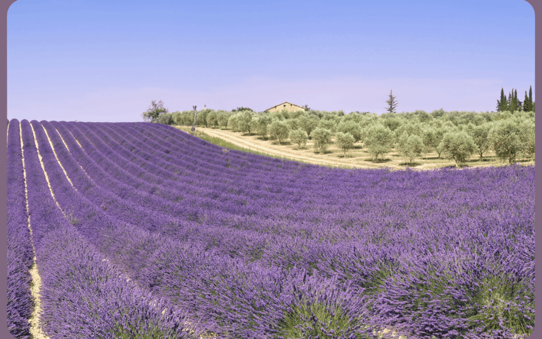 Erfahre 5 gute Gründe für nachhaltigen Konsum, faire Preise & echte Provence-Qualität.