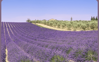 Nachhaltig statt Black Friday: 5 Gründe für bewussten Konsum & Provence-Produkte