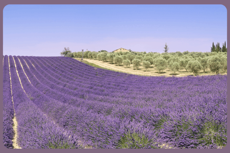 Nachhaltig statt Black Friday: 5 Gründe für bewussten Konsum & Provence-Produkte