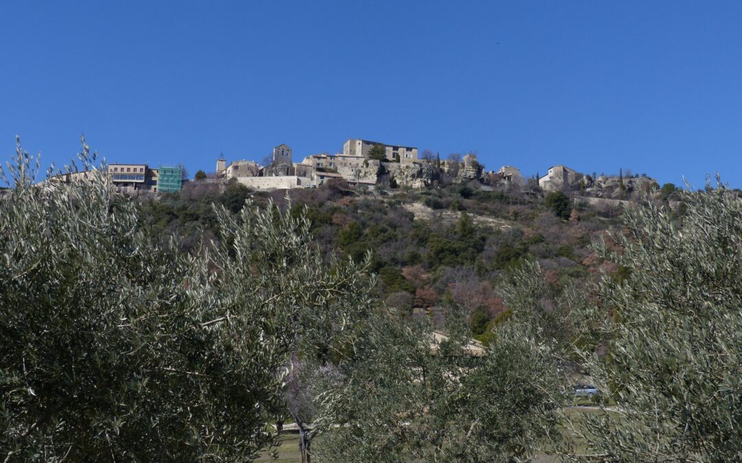 Welttag des Olivenbaums am 26. November – Bedeutung, Symbolik & Olivenöl der Provence