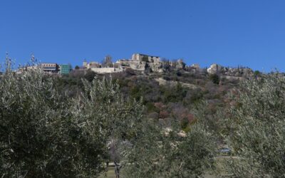 Welttag des Olivenbaums am 26. November – Bedeutung, Symbolik & Olivenöl aus der Provence